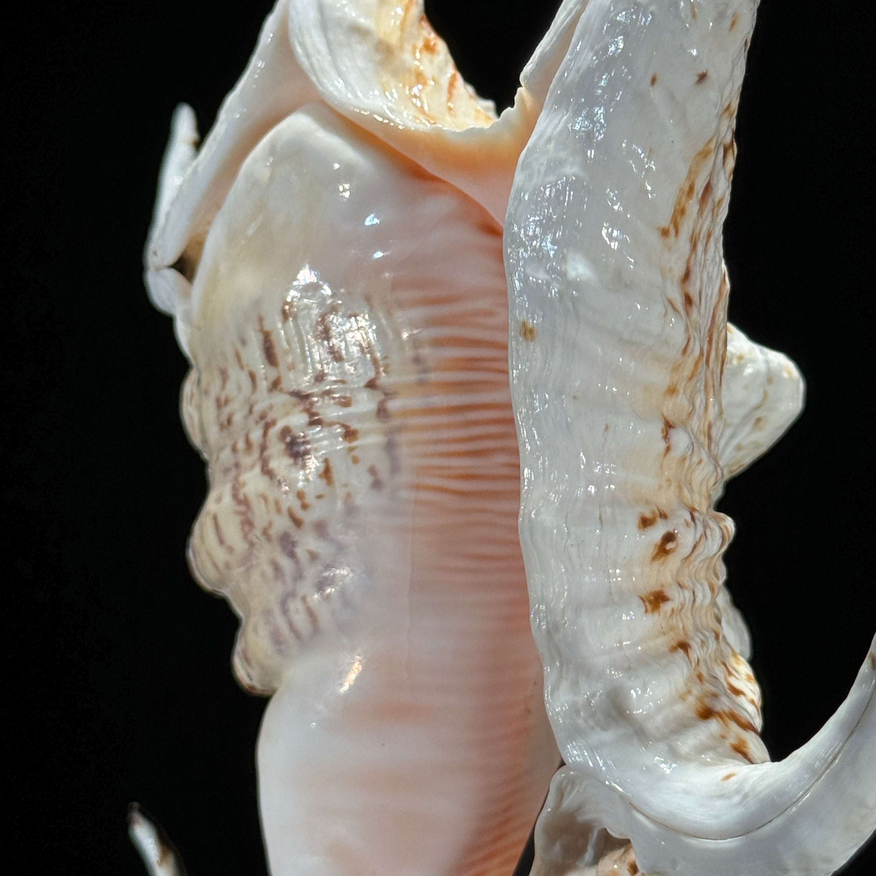 Spider Conch Shell on Stand -T2/352