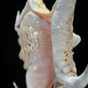 Spider Conch Shell on Stand -T2/352