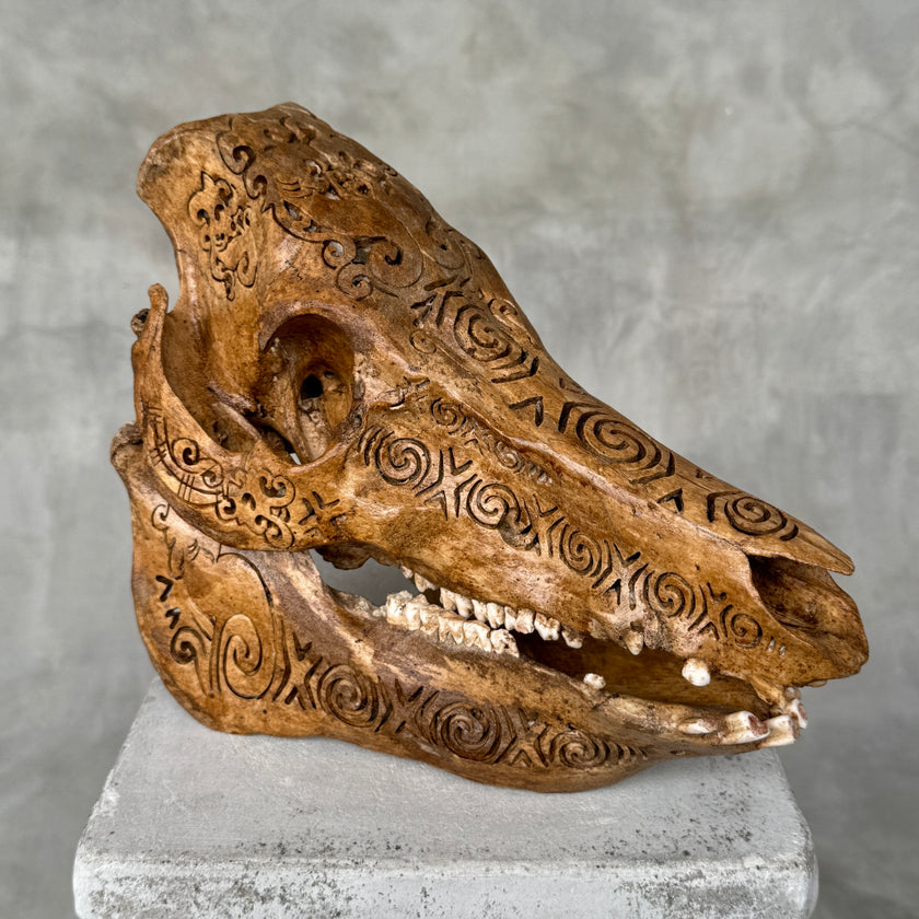 Swine Skull Tradball - Skull,A/059