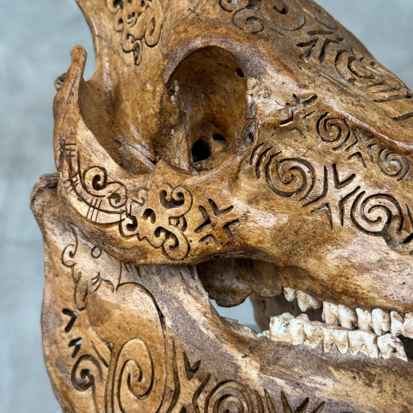 Swine Skull Tradball - Skull,A/059