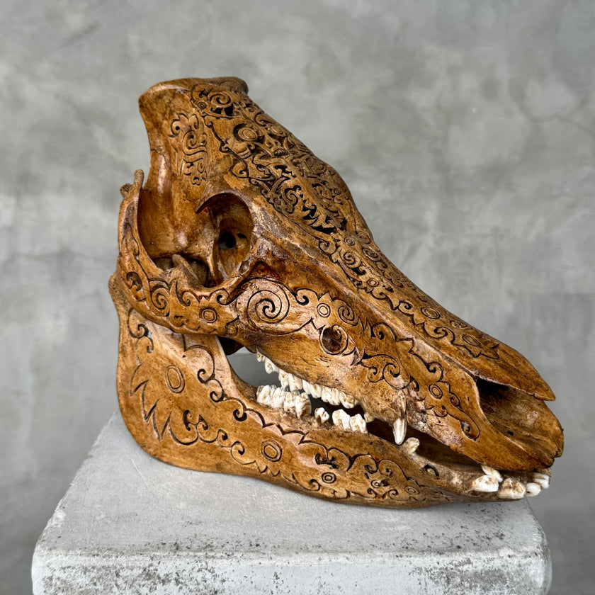 Swine Skull Tradball - Skull,A/063