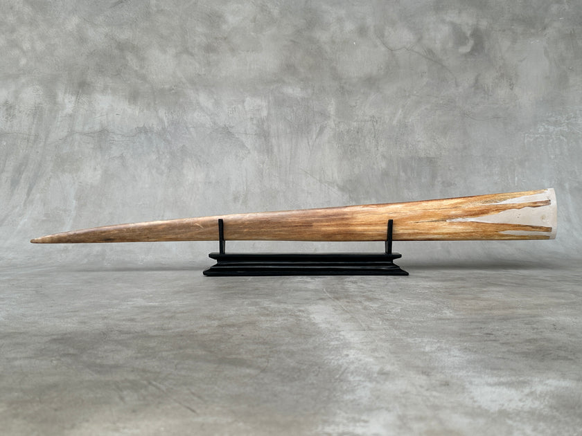 Swordfish - Horizontal Double Dragon  - Tusk,A/022