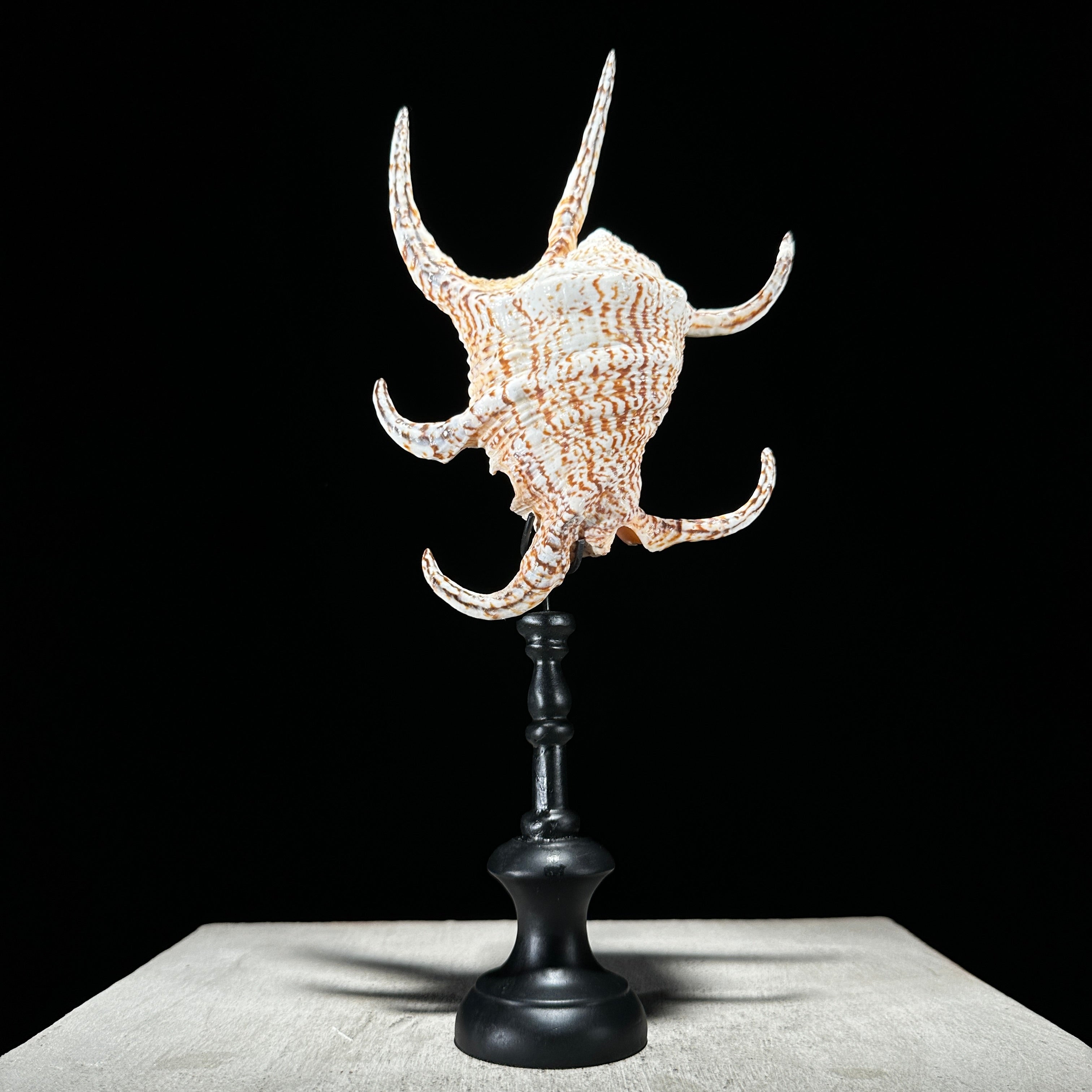 Spider Conch Shell on Stand -R2/352