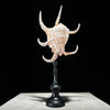 Spider Conch Shell on Stand -R2/352