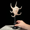 Spider Conch Shell on Stand -R2/352