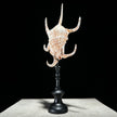 Spider Conch Shell on Stand -R2/352