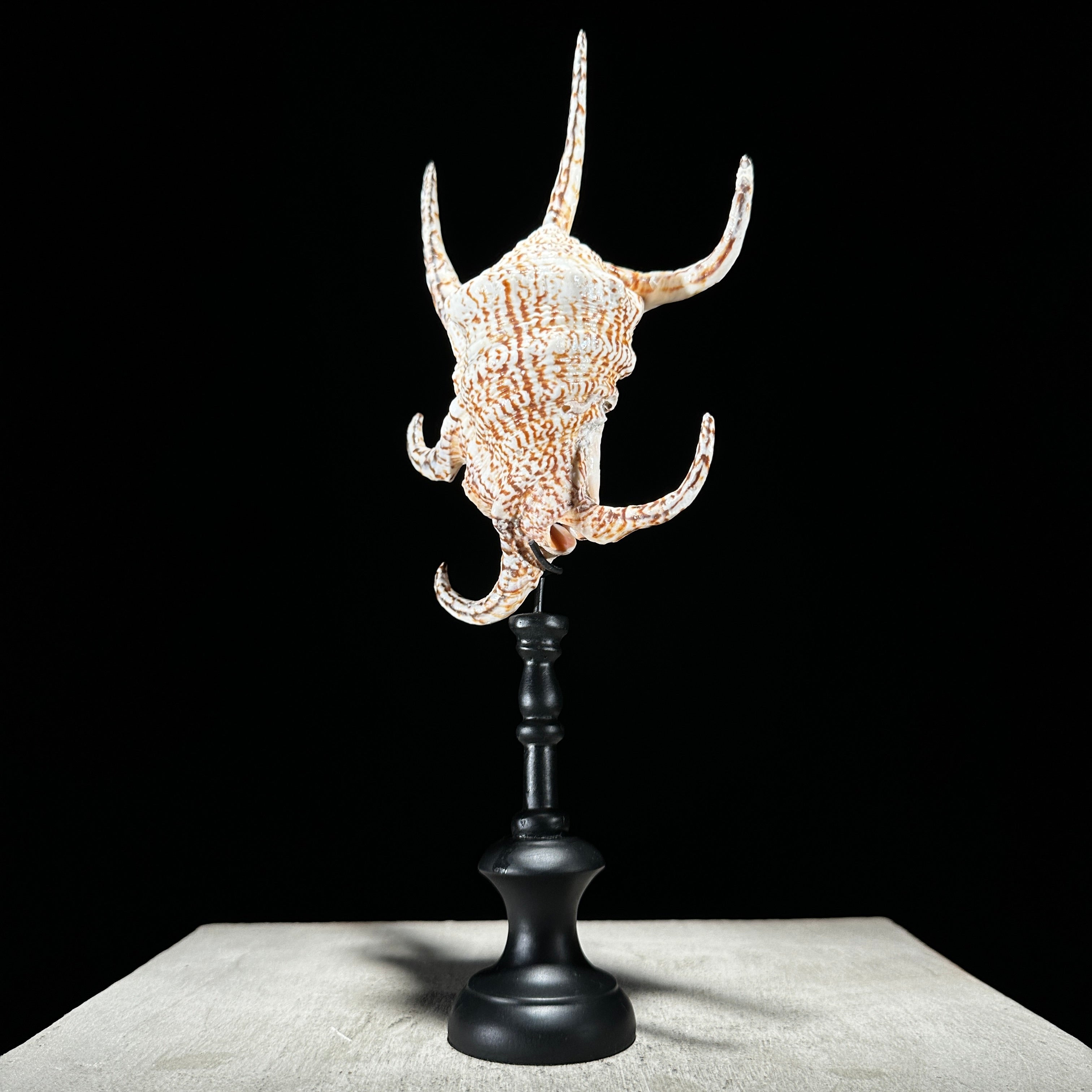 Spider Conch Shell on Stand -R2/352