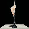 Spider Conch Shell on Stand -R2/352