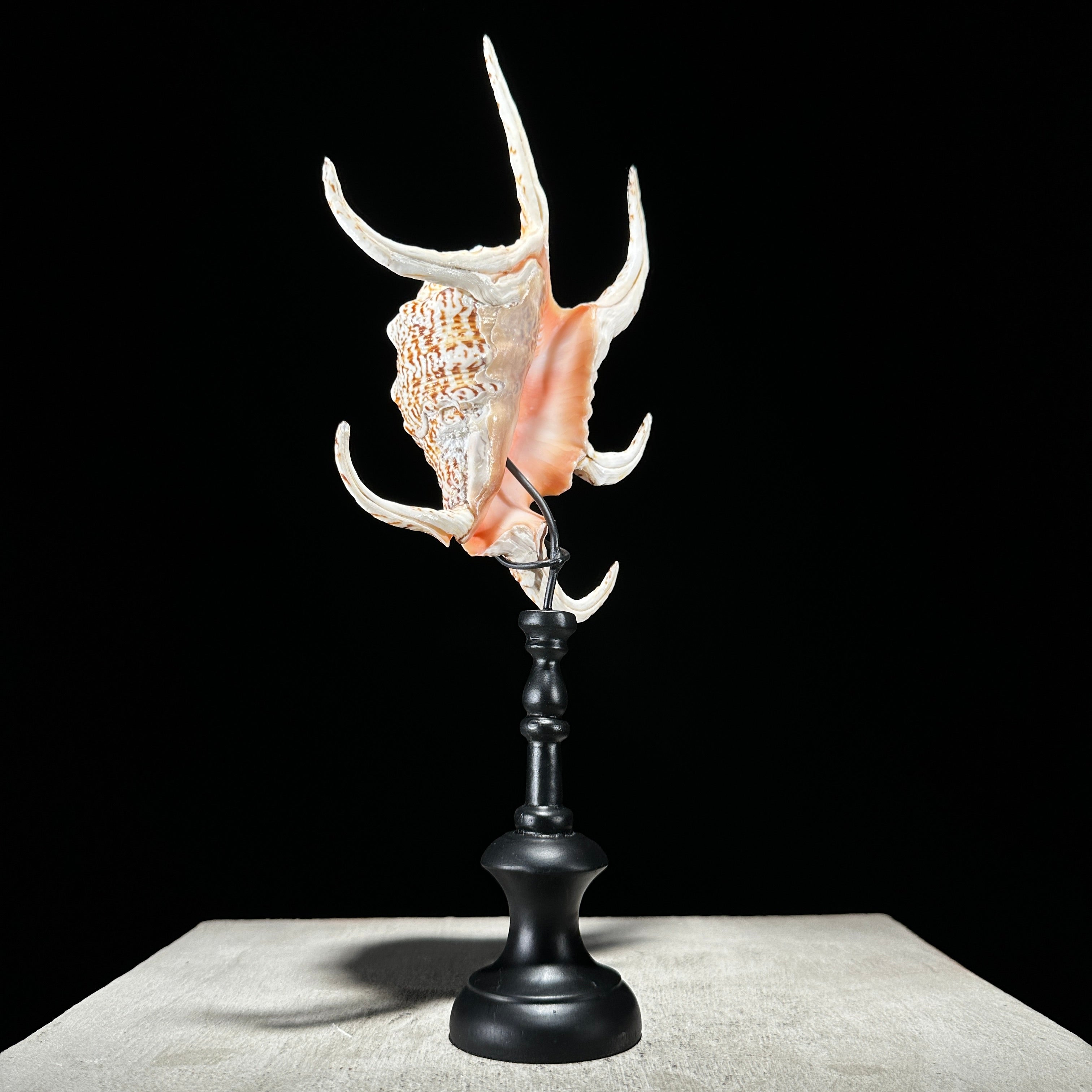 Spider Conch Shell on Stand -R2/352