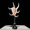 Spider Conch Shell on Stand -R2/352