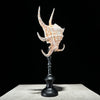 Spider Conch Shell on Stand -R2/352