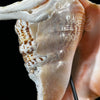 Spider Conch Shell on Stand -R2/352