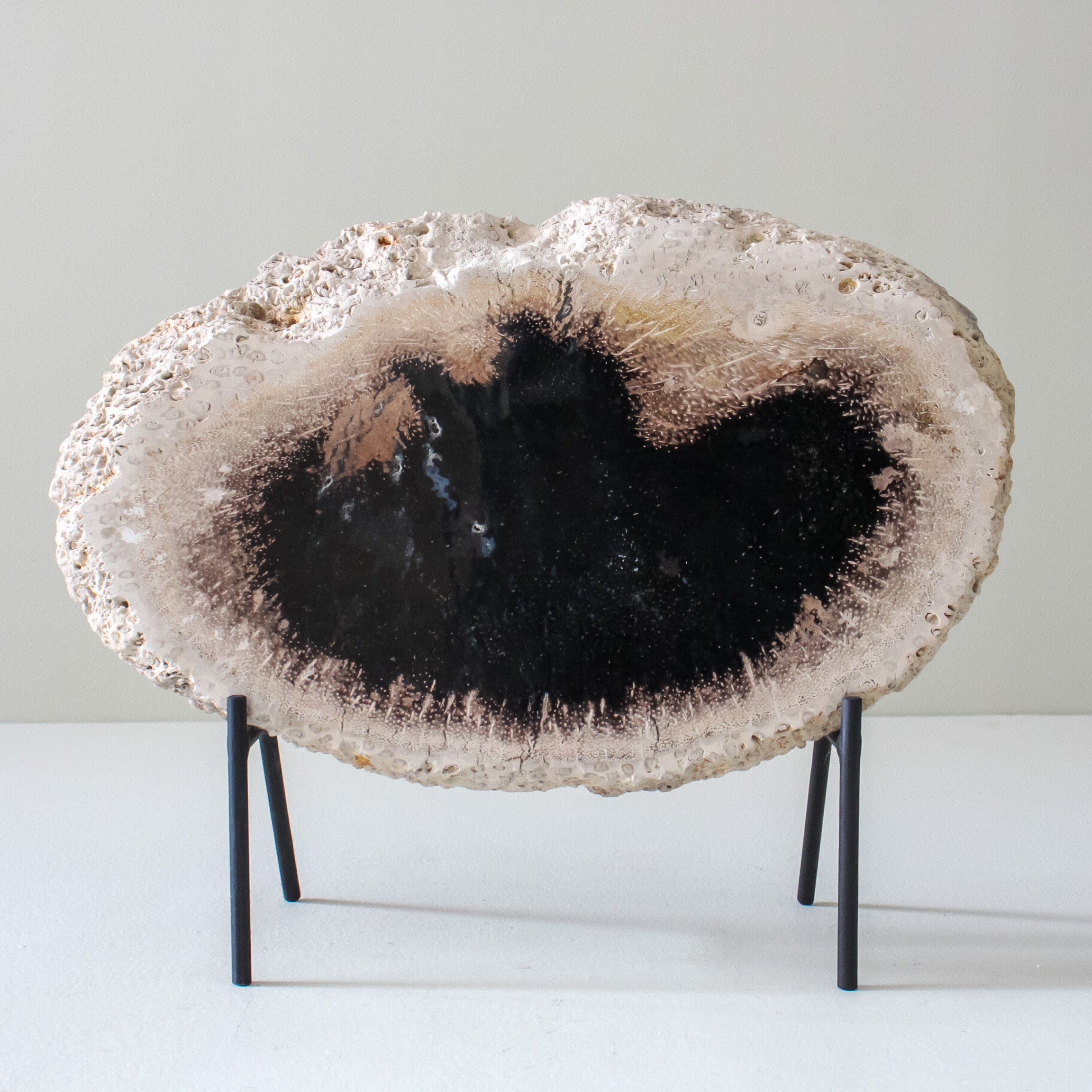 A Beautiful Slice of Petrified Palm Root on stand  PetW/049