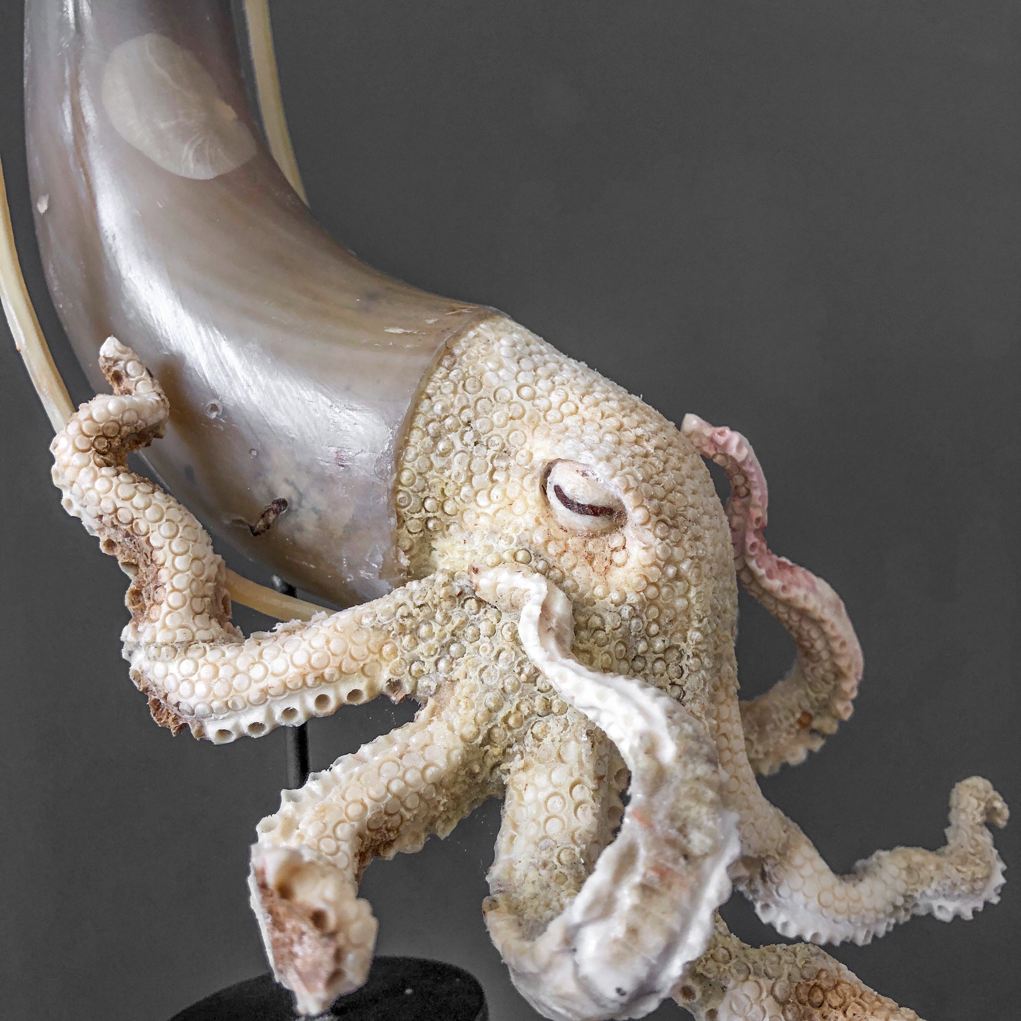 A Stunning Hand Carved Octopus With Horn on a Stand - 7E/109