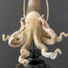 A Stunning Hand Carved Octopus With Horn on a Stand - 7E/109