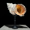 Golden Mouth Big Frog Snail Large Conch Shell-U2/371