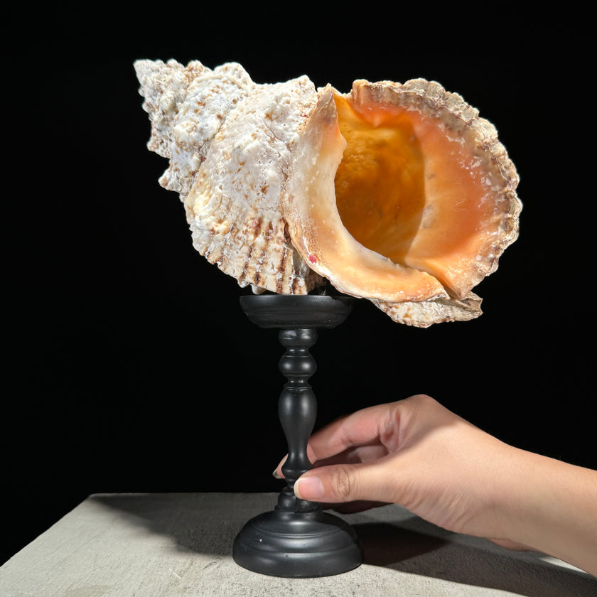 Golden Mouth Big Frog Snail Large Conch Shell-U2/371