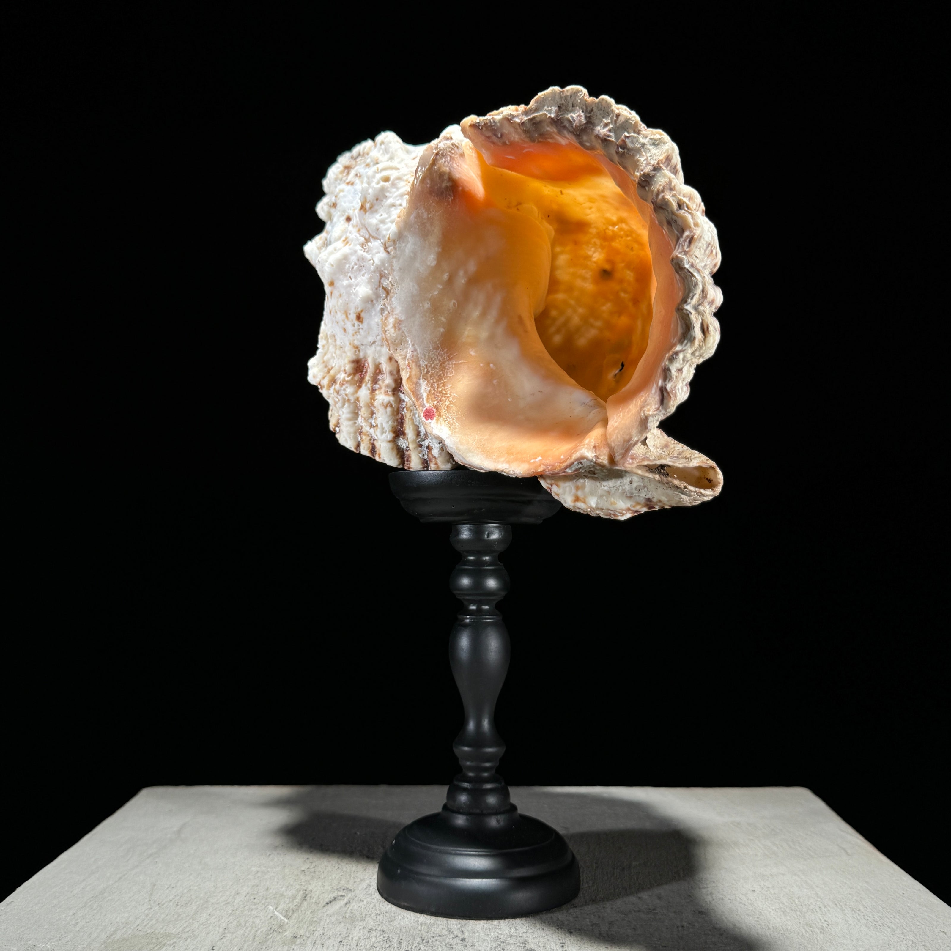 Golden Mouth Big Frog Snail Large Conch Shell-U2/371