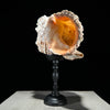 Golden Mouth Big Frog Snail Large Conch Shell-U2/371
