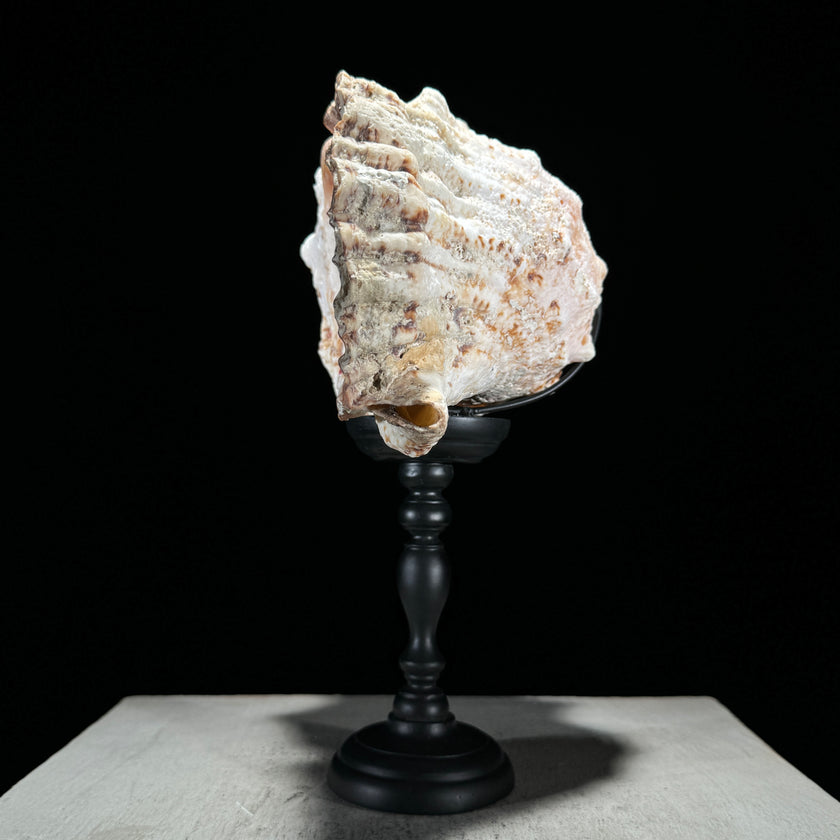 Golden Mouth Big Frog Snail Large Conch Shell-U2/371