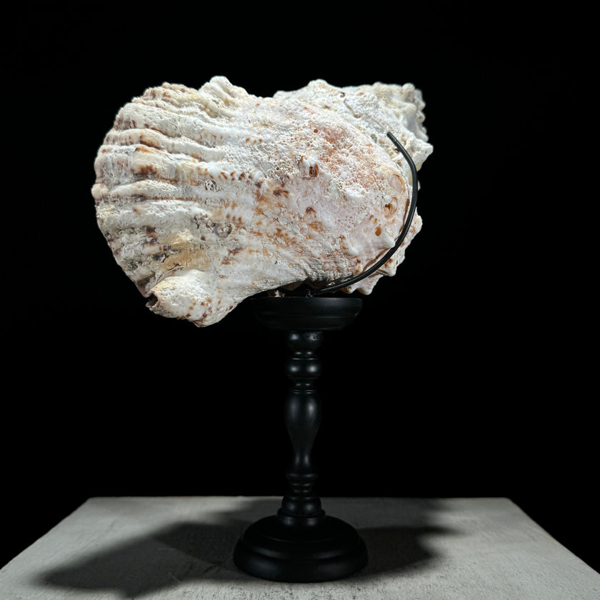 Golden Mouth Big Frog Snail Large Conch Shell-U2/371