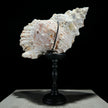 Golden Mouth Big Frog Snail Large Conch Shell-U2/371