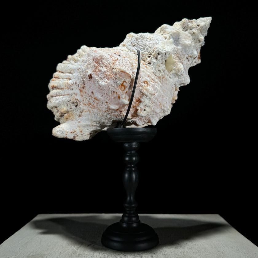 Golden Mouth Big Frog Snail Large Conch Shell-U2/371