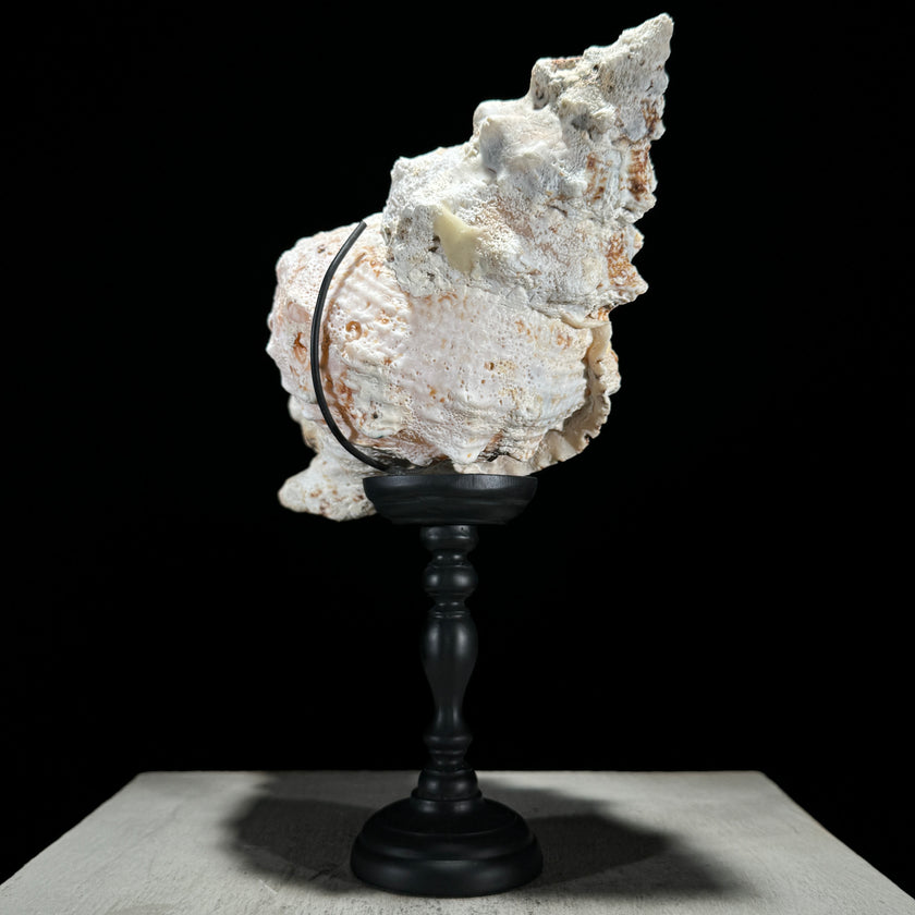 Golden Mouth Big Frog Snail Large Conch Shell-U2/371