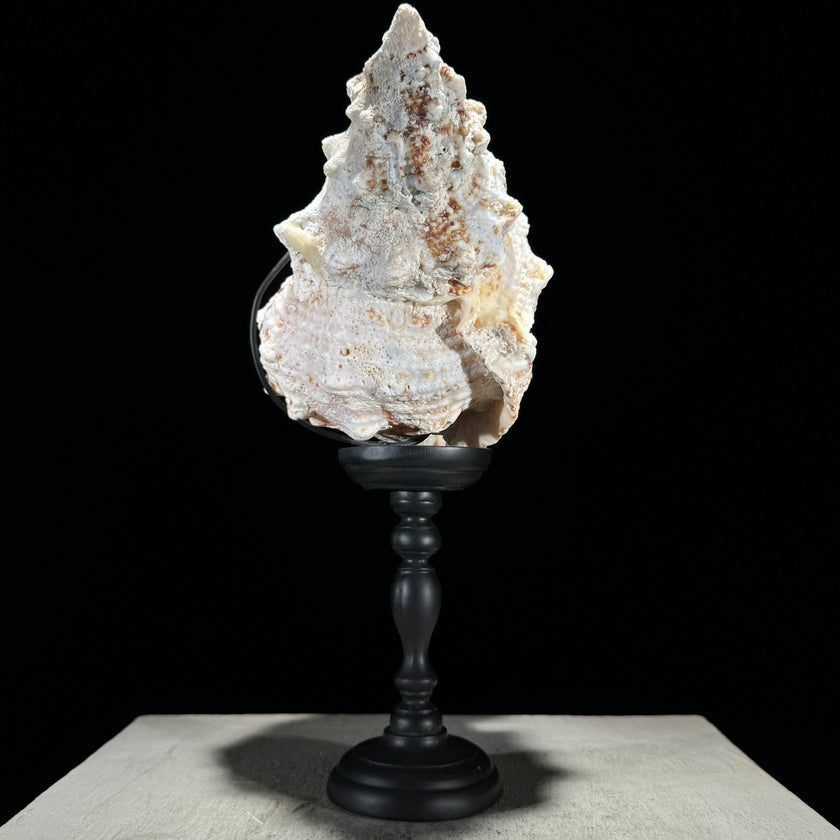 Golden Mouth Big Frog Snail Large Conch Shell-U2/371