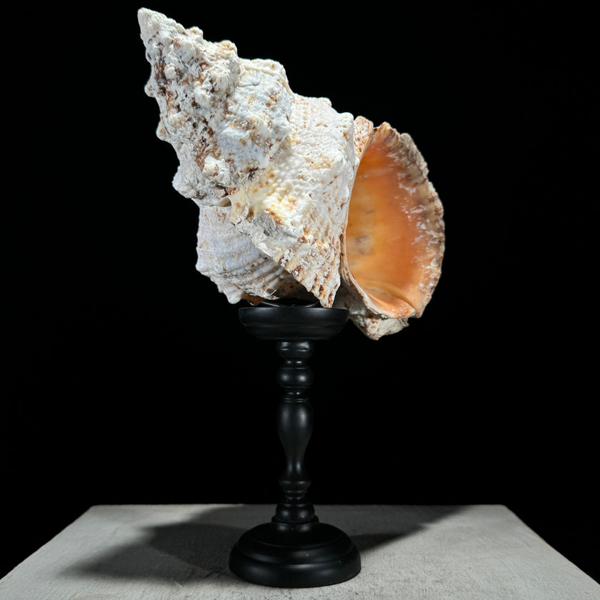 Golden Mouth Big Frog Snail Large Conch Shell-U2/371