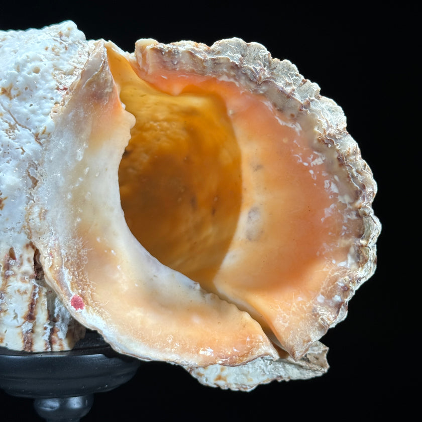 Golden Mouth Big Frog Snail Large Conch Shell-U2/371