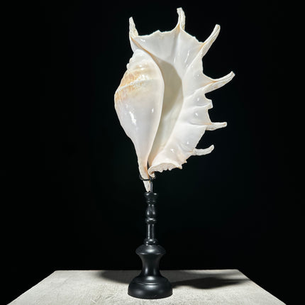 Spider Conch Shell on Stand -S2/352