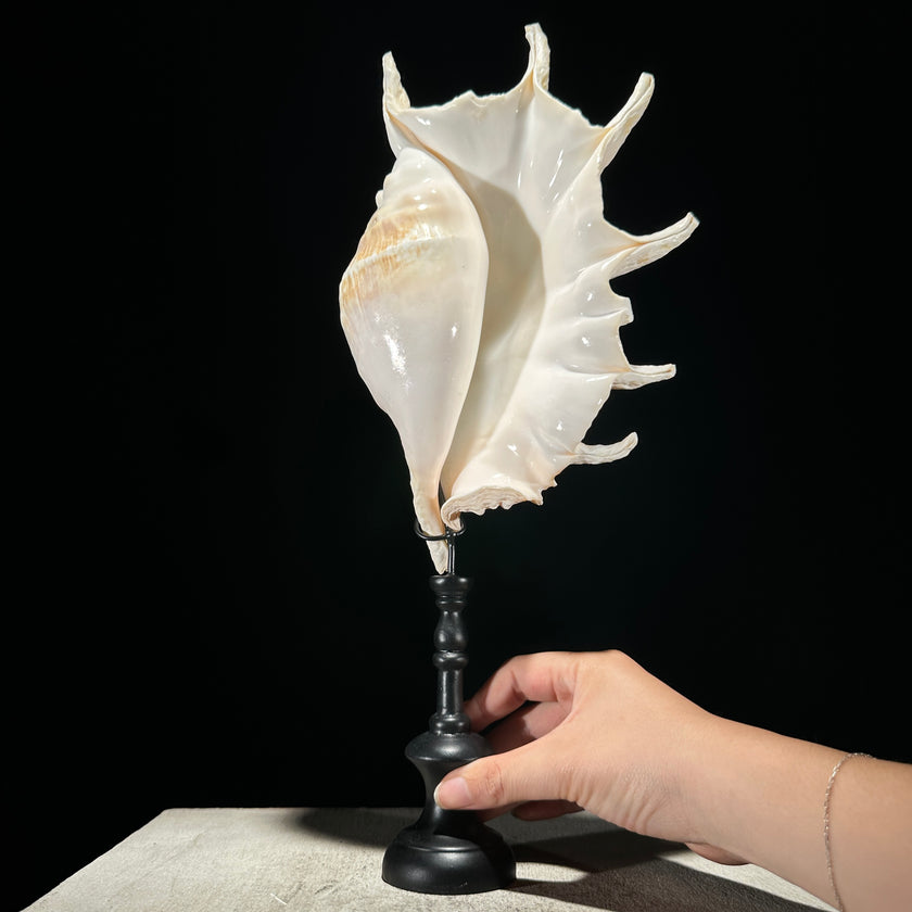 Spider Conch Shell on Stand -S2/352