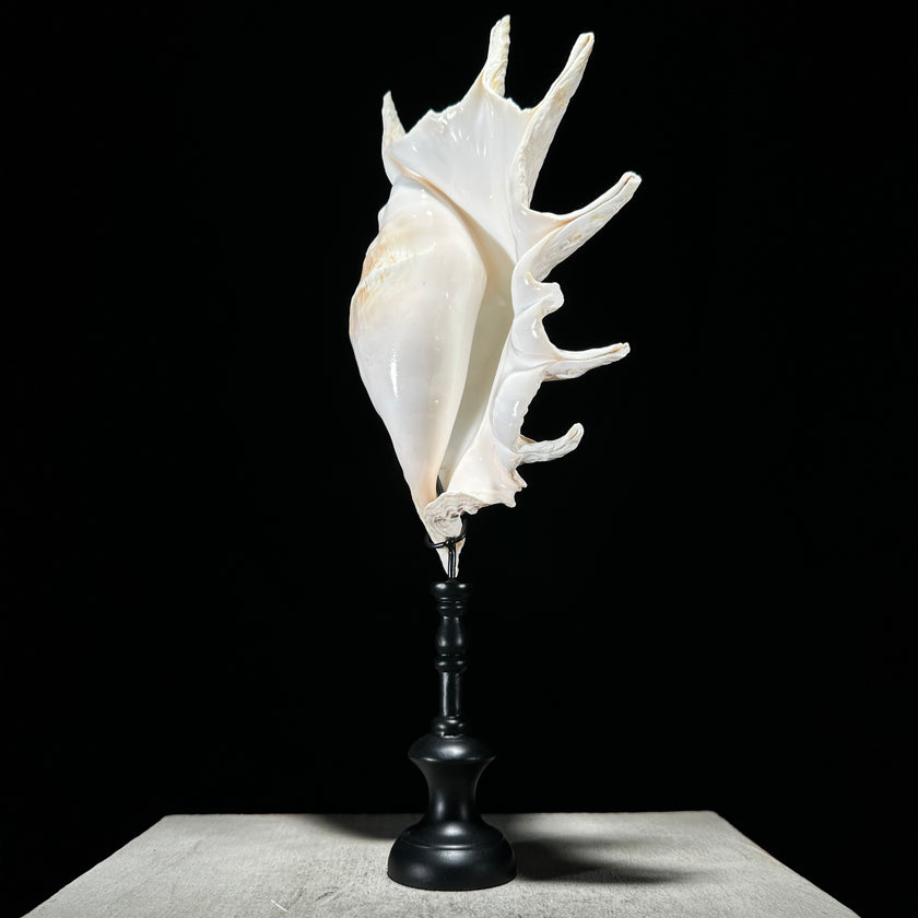 Spider Conch Shell on Stand -S2/352