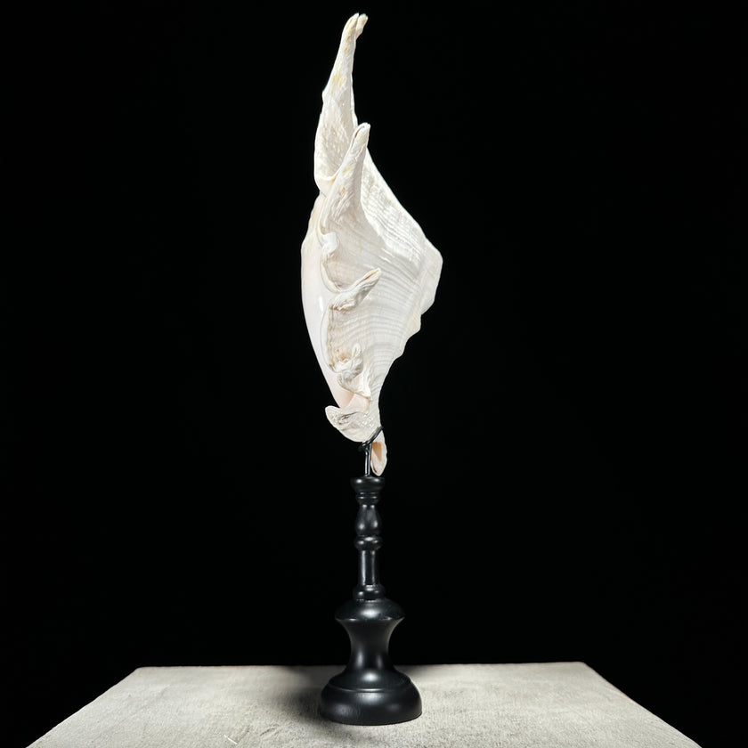 Spider Conch Shell on Stand -S2/352