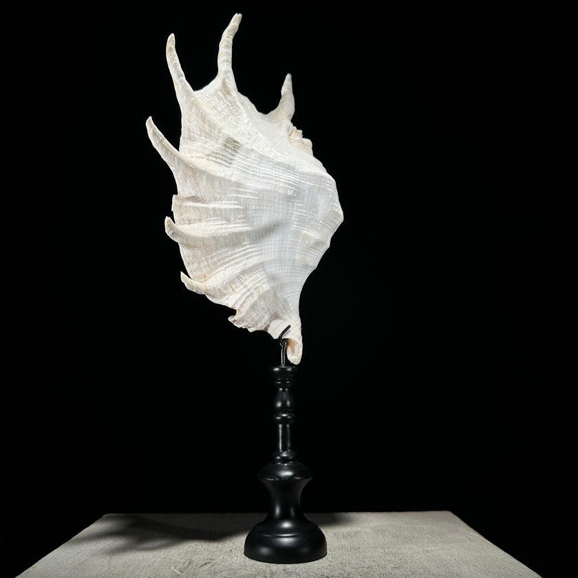 Spider Conch Shell on Stand -S2/352