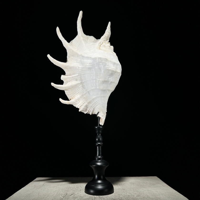 Spider Conch Shell on Stand -S2/352