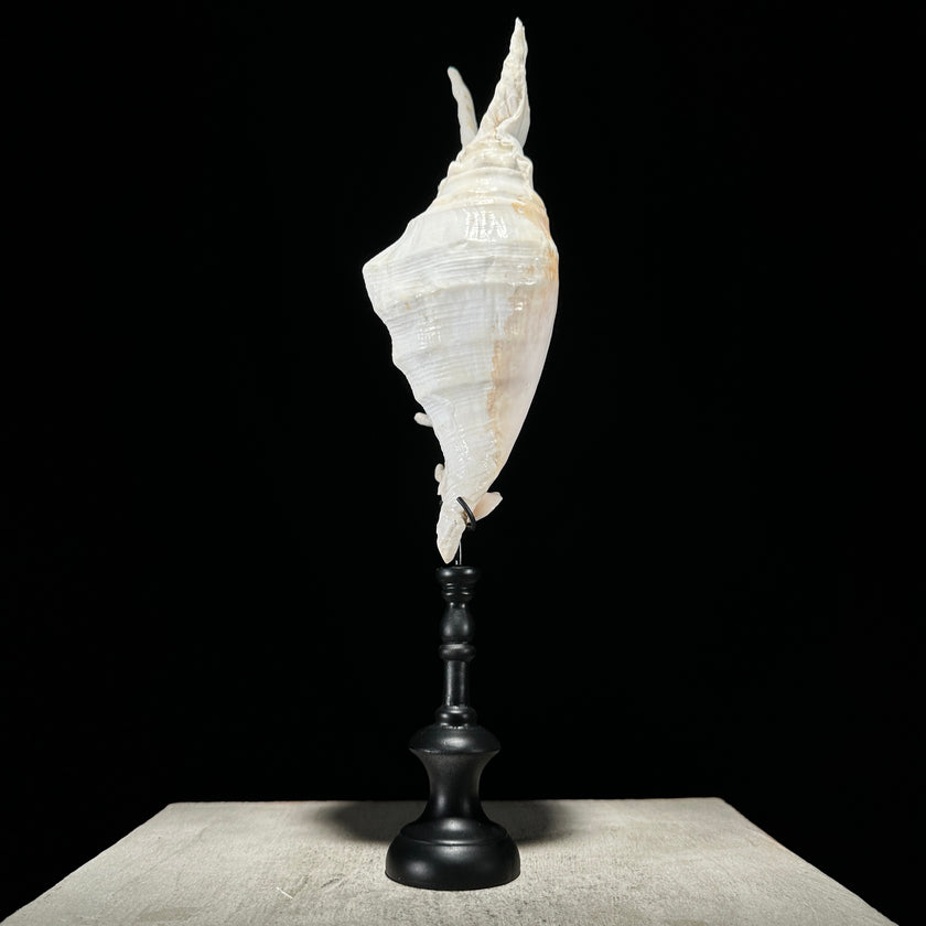 Spider Conch Shell on Stand -S2/352