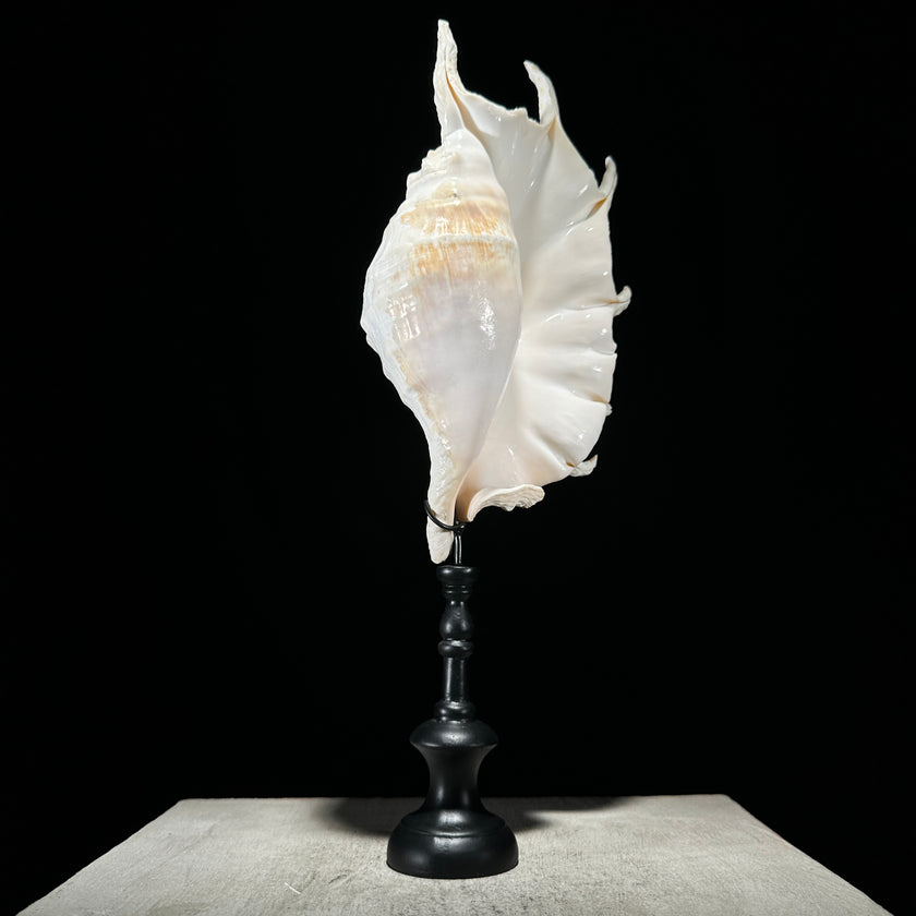 Spider Conch Shell on Stand -S2/352
