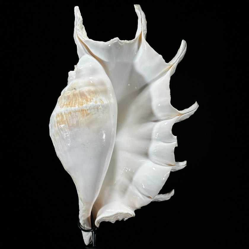 Spider Conch Shell on Stand -S2/352
