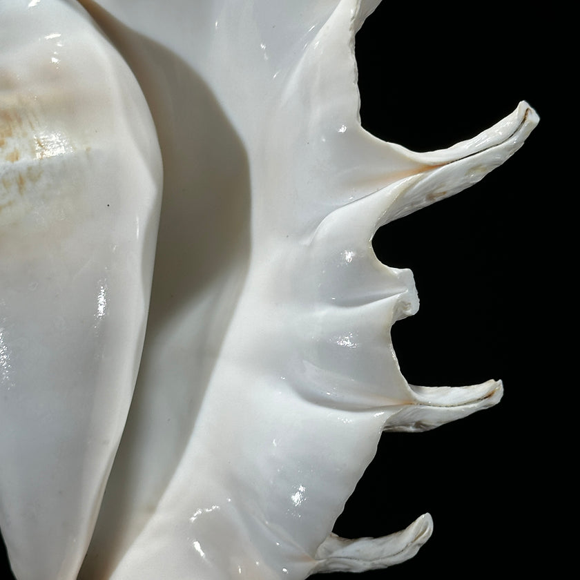 Spider Conch Shell on Stand -S2/352
