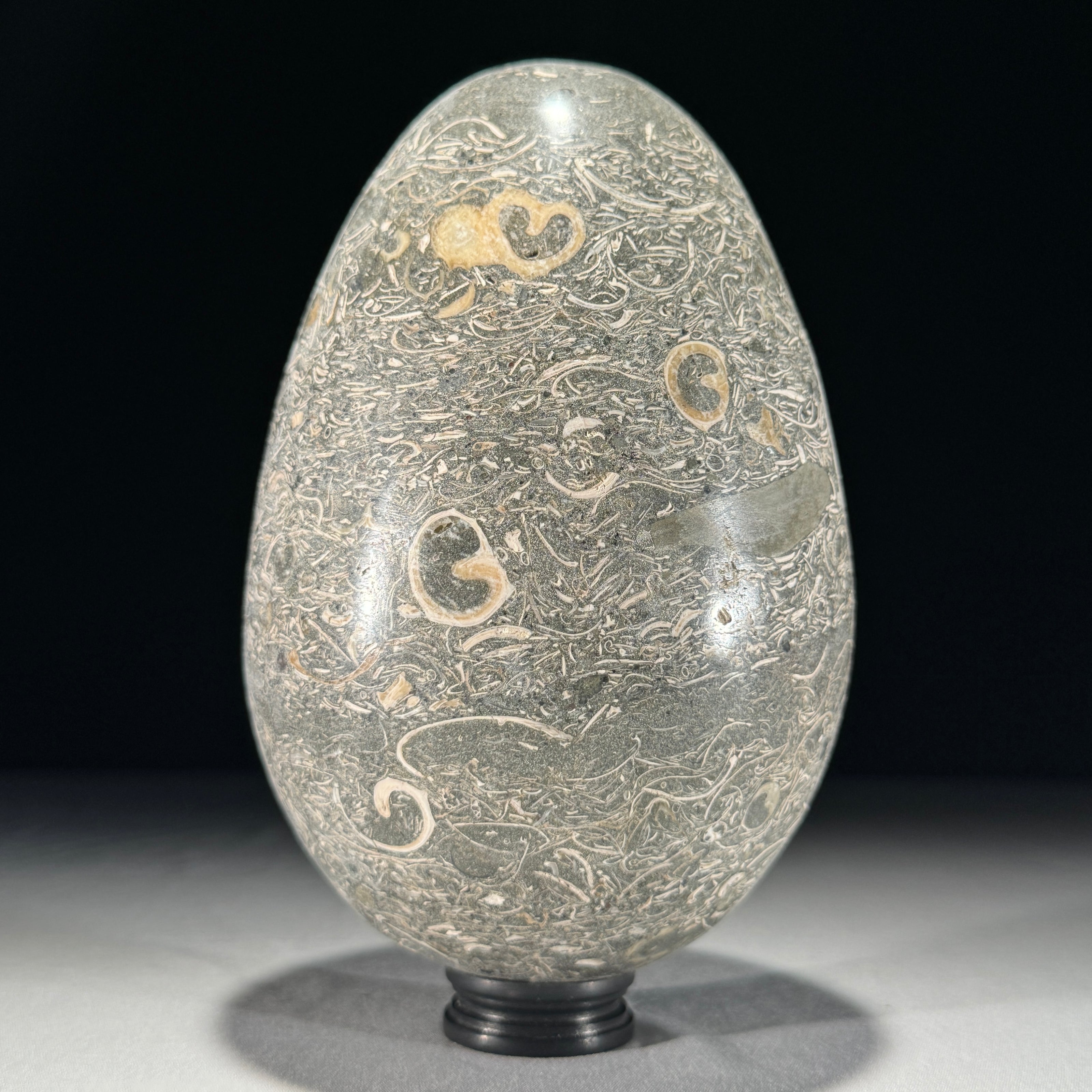 Egg Stone Turtitella-Z2/322