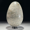 Egg Stone Turtitella-Z2/322