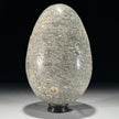 Egg Stone Turtitella-Z2/322