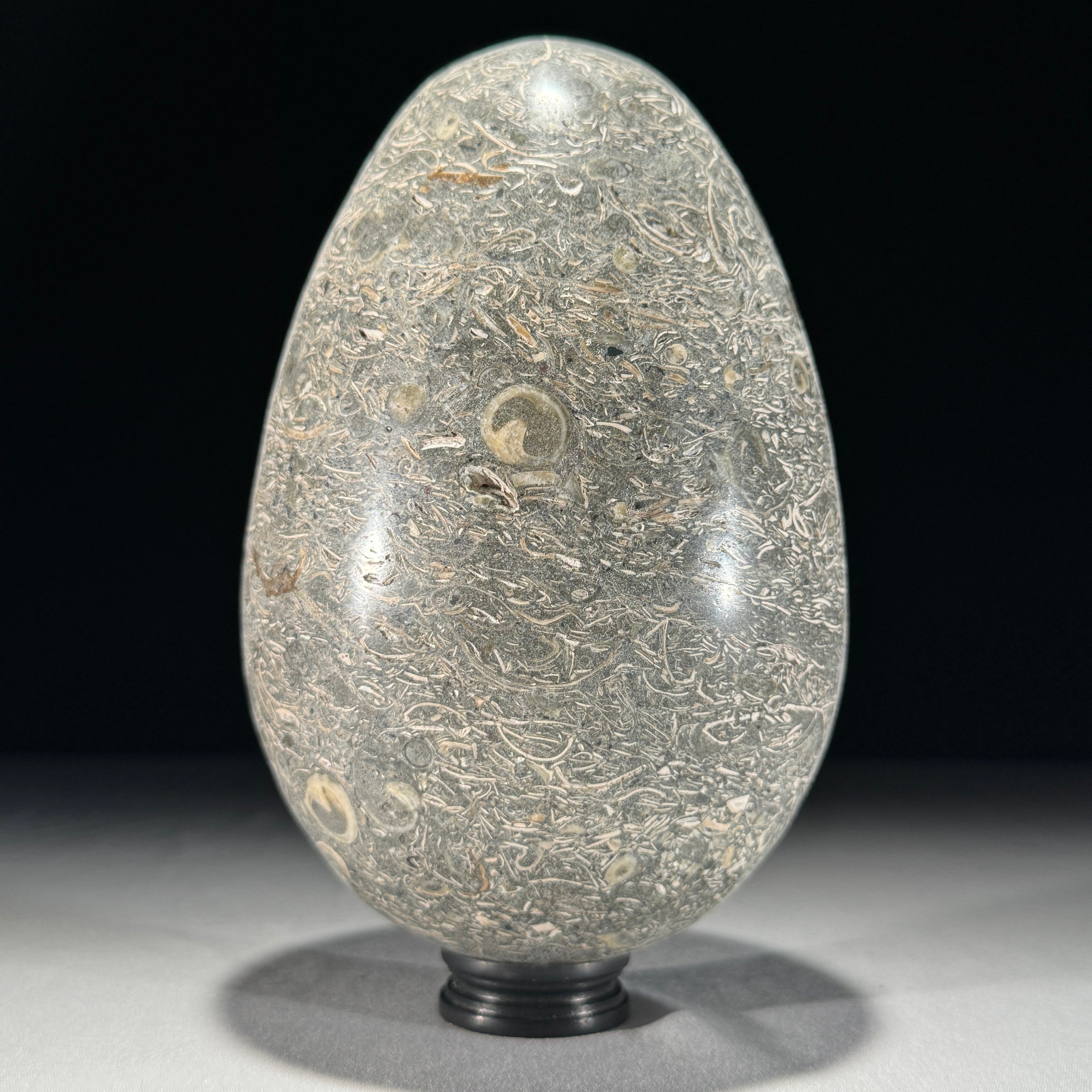 Egg Stone Turtitella-Z2/322