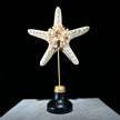 Starfish on a stand -P2/328