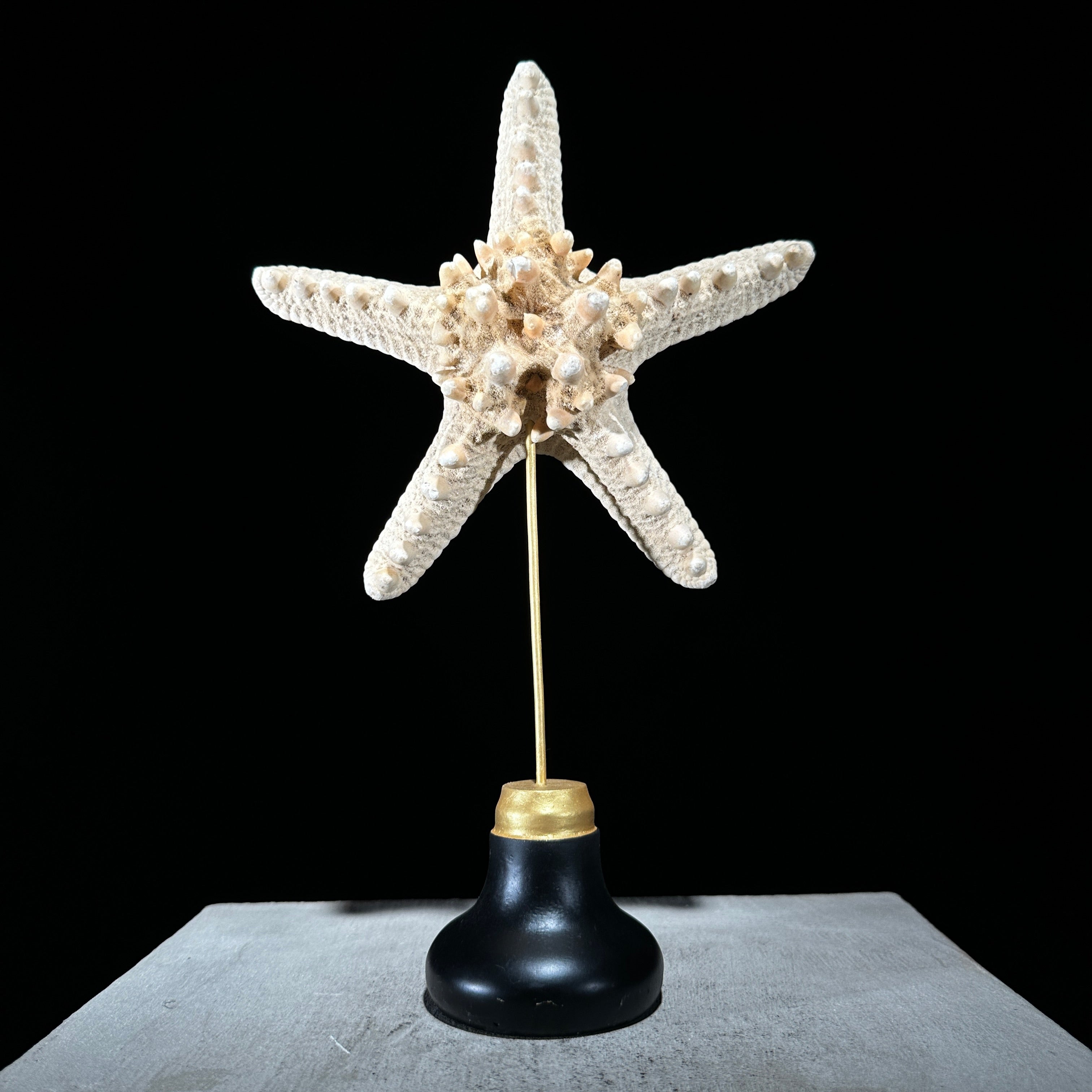 Starfish on a stand -P2/328