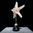 Starfish on a stand -P2/328