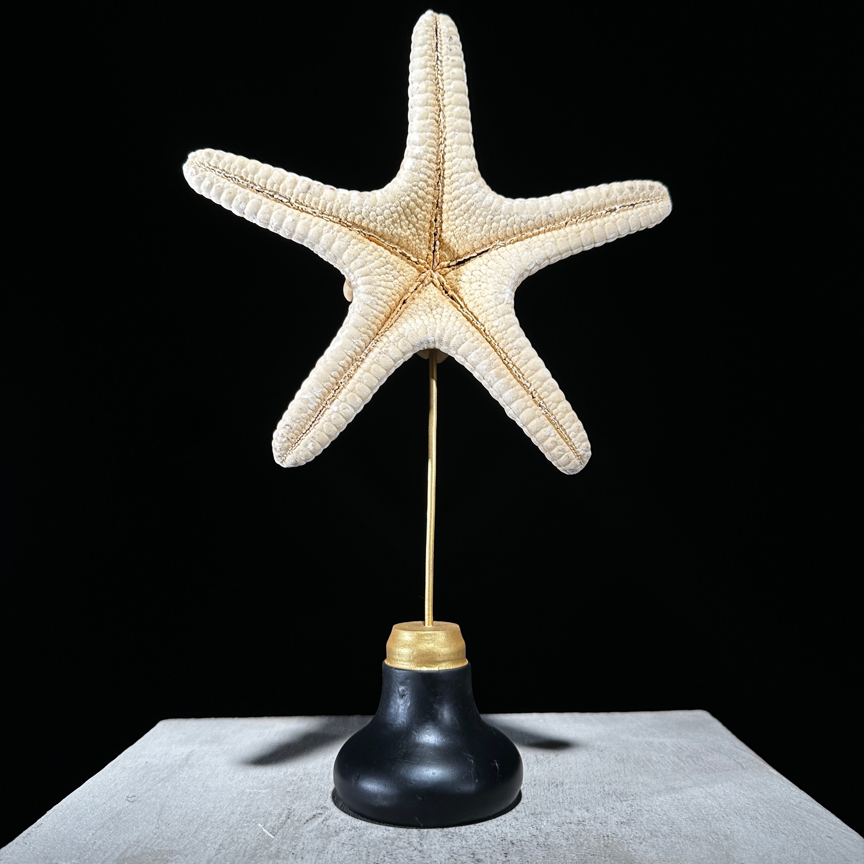 Starfish on a stand -P2/328