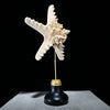 Starfish on a stand -P2/328